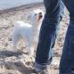 Wanderungen mit dem Hund